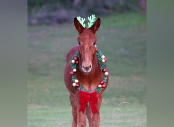 Mulo, Caballo castrado, 4 años, 112 cm, Alazán rojizo