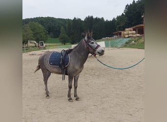 Mulo, Caballo castrado, 4 años, 125 cm