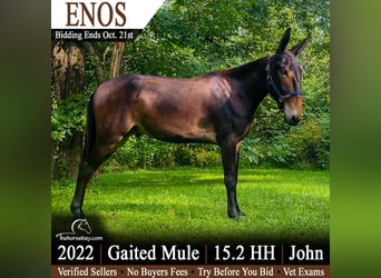 Mulo Mestizo, Caballo castrado, 4 años, 157 cm, Castaño rojizo