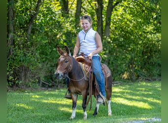 Mulo, Caballo castrado, 4 años, 91 cm, Pío