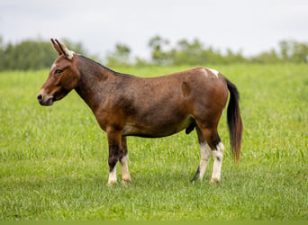 Mulo, Caballo castrado, 4 años, 91 cm, Pío
