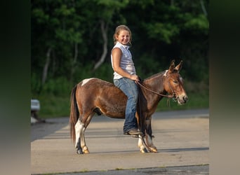 Mulo, Caballo castrado, 4 años, 91 cm, Pío