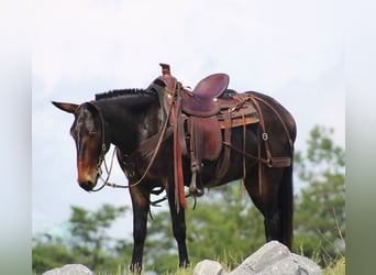 Mulo, Caballo castrado, 4 años, Castaño rojizo