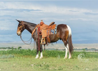 Mulo, Caballo castrado, 5 años, 137 cm, Castaño