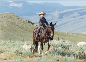 Mulo, Caballo castrado, 5 años, 137 cm, Castaño