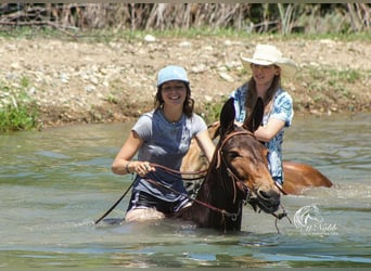 Mulo, Caballo castrado, 5 años, 137 cm, Castaño
