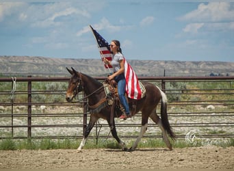 Mulo, Caballo castrado, 5 años, 137 cm, Castaño
