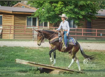 Mulo, Caballo castrado, 5 años, 137 cm, Castaño