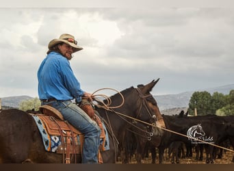 Mulo, Caballo castrado, 5 años, 137 cm, Castaño