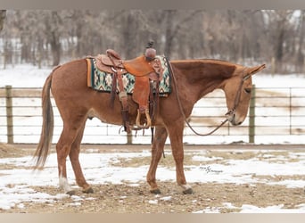 Mulo, Caballo castrado, 5 años, 142 cm, Alazán rojizo