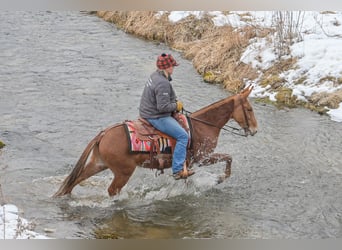 Mulo, Caballo castrado, 5 años, 142 cm, Alazán rojizo