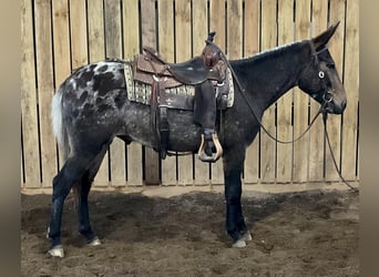 Mulo, Caballo castrado, 5 años, 147 cm