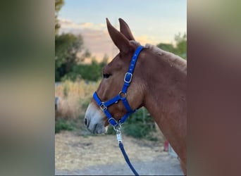 Mulo, Caballo castrado, 5 años, 150 cm, Alazán rojizo