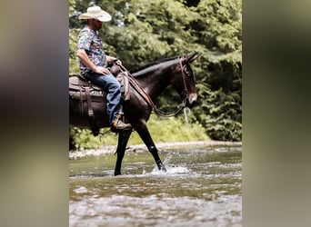 Mulo, Caballo castrado, 5 años, 152 cm, Castaño rojizo