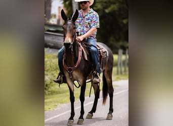 Mulo, Caballo castrado, 5 años, 152 cm, Castaño rojizo