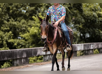 Mulo, Caballo castrado, 5 años, 152 cm, Castaño rojizo