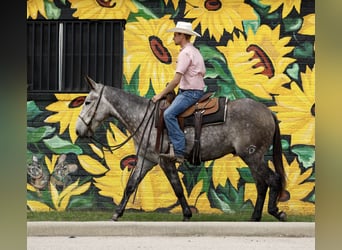 Mulo, Caballo castrado, 5 años, 155 cm, Tordo