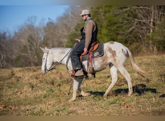 Mulo, Caballo castrado, 6 años, 140 cm, Pío