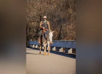 Mulo, Caballo castrado, 6 años, 140 cm, Pío