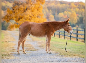 Mulo, Caballo castrado, 6 años, 145 cm, Alazán-tostado