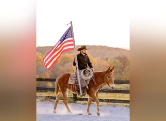 Mulo, Caballo castrado, 6 años, 145 cm, Alazán-tostado