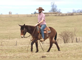 Mulo, Caballo castrado, 6 años, 147 cm, Castaño rojizo