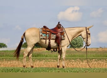 Mulo, Caballo castrado, 6 años, 147 cm, Champán