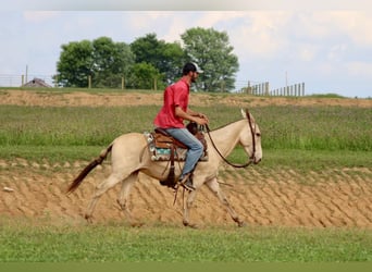 Mulo, Caballo castrado, 6 años, 147 cm, Champán