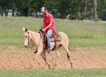 Mulo, Caballo castrado, 6 años, 147 cm, Champán