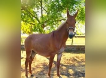 Mulo, Caballo castrado, 6 años, 150 cm, Alazán rojizo