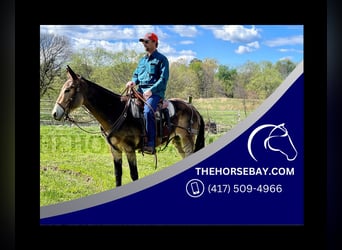 Mulo, Caballo castrado, 6 años, 150 cm, Buckskin/Bayo