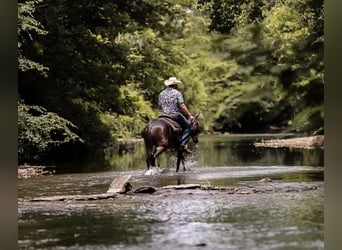 Mulo, Caballo castrado, 6 años, 152 cm, Castaño rojizo