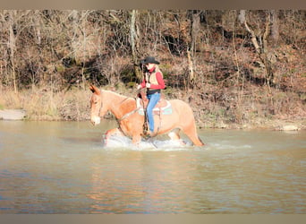 Mulo, Caballo castrado, 6 años, Palomino