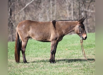 Mulo, Caballo castrado, 7 años, 132 cm, Grullo