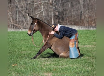 Mulo, Caballo castrado, 7 años, 132 cm, Grullo