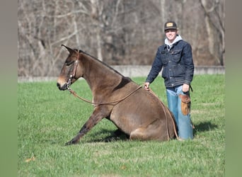 Mulo, Caballo castrado, 7 años, 132 cm, Grullo