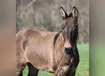 Mulo, Caballo castrado, 7 años, 132 cm, Grullo