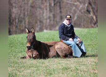 Mulo, Caballo castrado, 7 años, 132 cm, Grullo