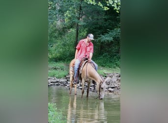 Mulo, Caballo castrado, 7 años, 147 cm, Champán