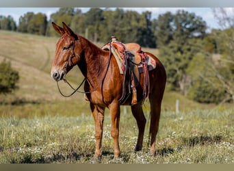 Mulo, Caballo castrado, 7 años, 157 cm, Alazán rojizo