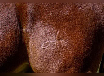 Mulo, Caballo castrado, 7 años, 157 cm, Alazán rojizo