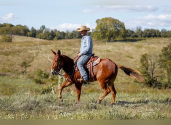 Mulo, Caballo castrado, 7 años, 157 cm, Alazán rojizo