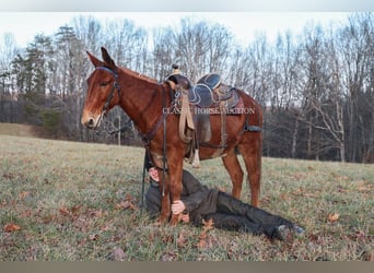 Mulo, Caballo castrado, 8 años, 132 cm, Alazán rojizo