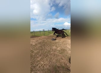 Mulo, Caballo castrado, 8 años, 148 cm