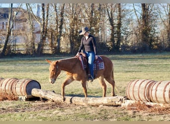 Mulo, Caballo castrado, 8 años, 150 cm, Palomino