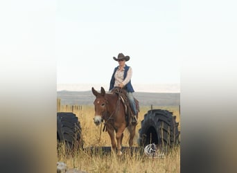 Mulo, Caballo castrado, 8 años, 152 cm, Alazán rojizo