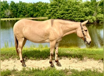 Mulo, Caballo castrado, 8 años, 155 cm