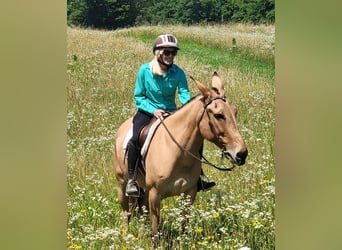 Mulo, Caballo castrado, 8 años, 155 cm