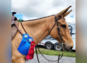 Mulo, Caballo castrado, 8 años, 155 cm