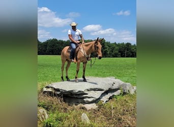 Mulo, Caballo castrado, 8 años, 155 cm